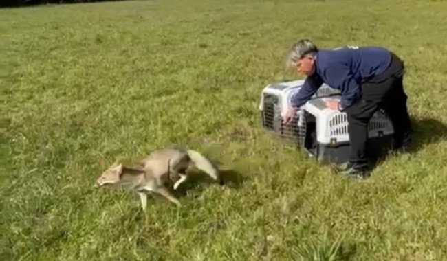 ECFA liberó dos zorros grises rehabilitados en la institución
