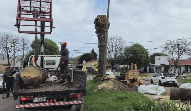 Intendencia detectó primer caso de picudo rojo en San Carlos y refuerza los controles en el departamento