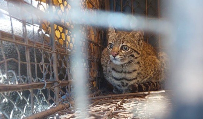 Ejemplar de gato montés fue liberado en su hábitat natural
