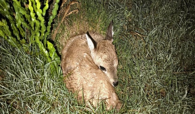 Incidente en la ECFA cobró la vida del primer ejemplar de venado de campo nacido mediante inseminación artificial