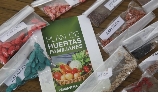 Plan de Huertas Familiares: 12 mil personas beneficiadas y puesta en funcionamiento de plan piloto con escuelas