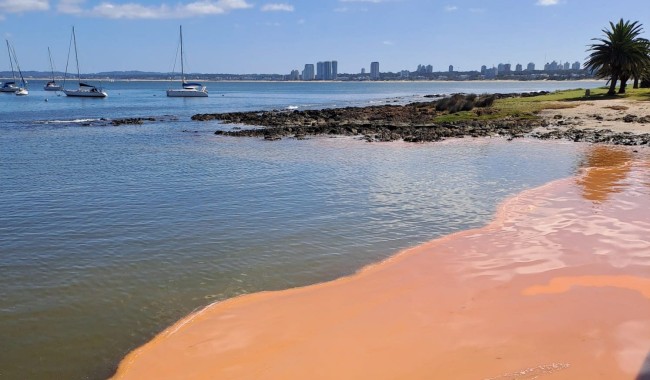 Mancha de color anaranjado en el agua se debe a la presencia de noctilucas