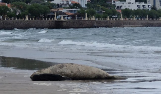Nació cría de elefanta marina en playa de Piriápolis: IDM cercó la zona para preservar a los animales