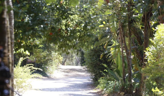 Encontraron restos óseos en sendero de Arboretum Lussich