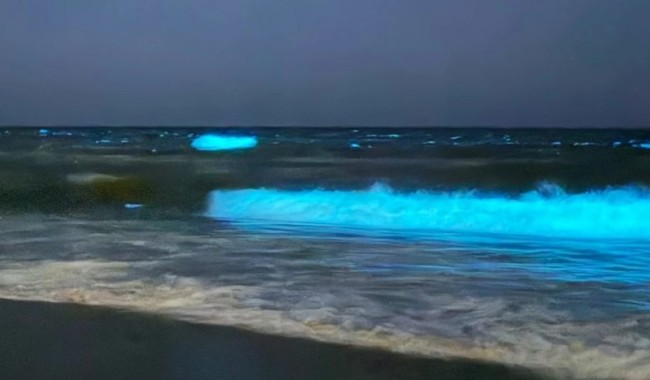 Noctilucas en Punta del Este: la Intendencia advierte y pide extremar cuidados en las playas