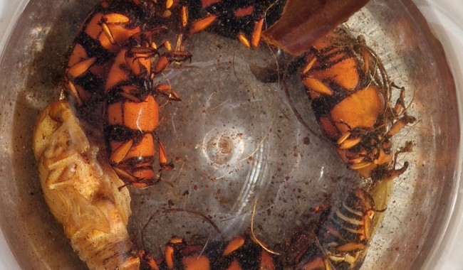 Picudo rojo: Maldonado refuerza la ofensiva sanitaria y prohíbe el ingreso de palmeras al departamento