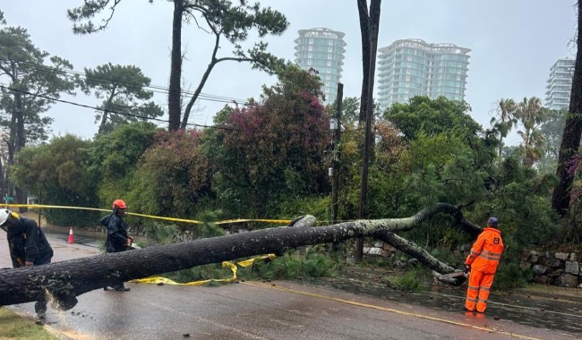 Maldonado expuesto al impacto del ciclón extratropical: miles sin servicio eléctrico y árboles caídos en varias zonas