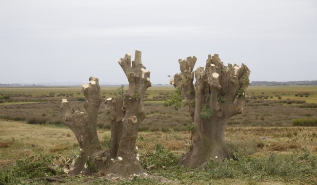 Contradicción verde: ecoparque que la IDM restauró terminó con ombúes talados y una investigación en marcha