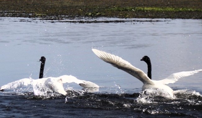 Gobernar la cuenca: la arquitectura normativa que ordena el futuro de la Laguna del Sauce