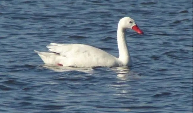 Influenza aviar: activan el cerco sanitario en Laguna Garzón