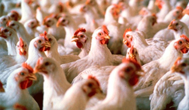 MGAP, Alfredo Fratti, Maldonado, influenza aviar, Laguna Garzon, sistema sanitario agropecuario, IAAP, protocolo, fauna silvestre, cisne, ave silvestre, relevamiento, animales domesticos