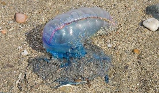 Fragata portuguesa: alerta en Piriápolis y Mansa en inicio de Turismo