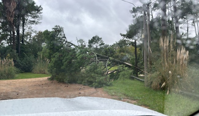 Temporal en Maldonado: más de 33 mil clientes sin luz, caída de árboles y daños en la costa