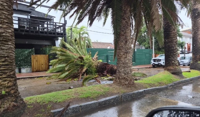 Temporal en Maldonado: más de 100 intervenciones y operativo reforzado para despejar calles y reparar daños