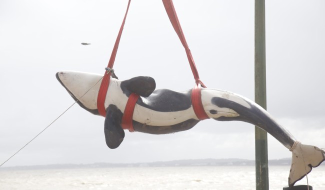 Orca en la Mansa: aplican eutanasia tras constatar un estado irreversible
