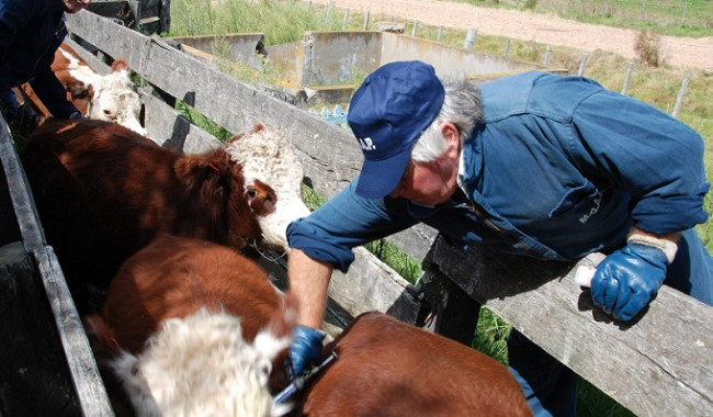 Fiebre aftosa: qué animales deben vacunarse en noviembre y cómo será la entrega de dosis en Maldonado