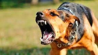 Pelea de perros en la rambla termina con uno de los dueños golpeando a otra persona: agresor contaba con varias denuncias y justicia lo condenó