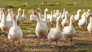 Influenza aviar: MGAP sacrificó 39 gansos en el Parque Medina