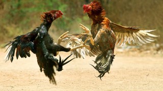 INBA y Ministerio del Interior rescataron 40 animales tras allanamiento en una riña de gallos