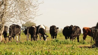 Uruguay inicia nueva instancia de vacunación contra fiebre aftosa a bovinos