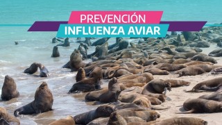 lobos, lobos marinos, Ministerio Ambiente, MGAP, DINABISE, IDM, gestion ambiental, influenza