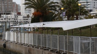 Maldonado ya aplica protocolos ante muerte de lobos, constata menos que otros años y genera tranquilidad ante autoridades