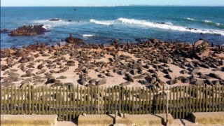 SNAP, isla de lobos, audiencia publica