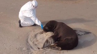 MSP, MGAP, MA, influenza aviar, lobos marinos, aves, mamiferos marinos, recomendaciones