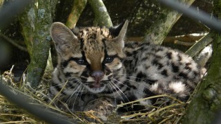 Llegó el margay a la ECFA: especie que se incorpora al recorrido de fauna