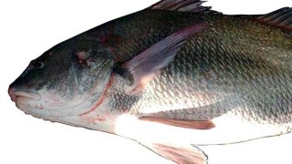 DINARA, corvina negra, veda