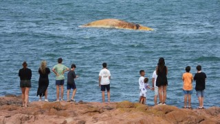 Ballena de Bryde, Ballena Sei, Ballenas UY, maldonado