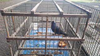 ECFA liberó aves incautadas por el Ministerio de Ambiente