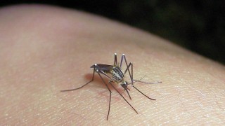 MSP advierte por falsas comunicaciones de whatsapp