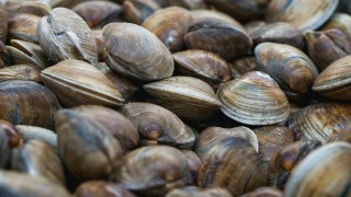 DINARA, veda, marea roja, moluscos bivalvos, mejillones, almejas, berberechos