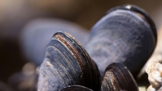 DINARA, veda, marea roja, moluscos bivalvos, mejillones
