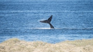 Turistas y vecinos continúan disfrutando de la temporada de avistamiento de ballenas