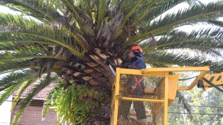 Municipio de Piriápolis realiza trabajo de podas en altura