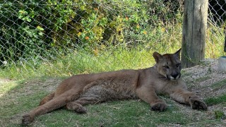 EFCA, estacion de cria, pan de azucar, IDM, Antia, Brenda Bon, Emiliano Villegas, BCA, subsecretaria ambiente de la nacion argentina, pumas