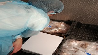 IDM incautó 1.230 kilos de pollo que entraba a Maldonado con déficit de frío