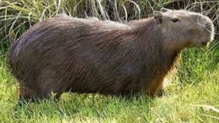 Un hombre formalizado tras intervención a varias personas con animales faenados en Ruta 9