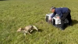 ECFA liberó dos zorros grises rehabilitados en la institución