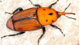 IDM, picudo rojo, palmeras, plaga, MGAP, protocolo, jardineros