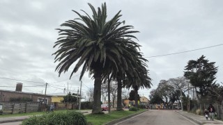 IDM, picudo rojo, palmeras, gestion ambiental
