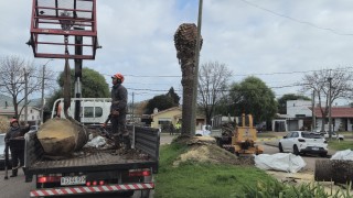 IDM, picudo rojo, palmeras, San Carlos, Manuel Noguez, gestion ambiental, plaga