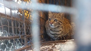 ECFA, estacion de cria fauna autoctona, Uruguay Tabare Gonzalez Sierra, gato montes, leopardus geoffroyi, ministerio Ambiente, MA, trafico animales
