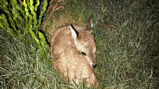 ECFA, estacion de cria fauna autoctona, incidente, venado de campo