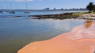 IDM, medio ambiente, noctilucas, luminiscencia, bioluminiscencia, dinoflagelado