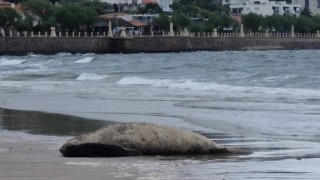 IDM, Bienestar Animal, Matias Loureiro, nacimiento, elefante marino, Piriapolis