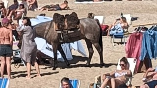 Bajó a la Brava con un caballo y generó intervención de Prefectura