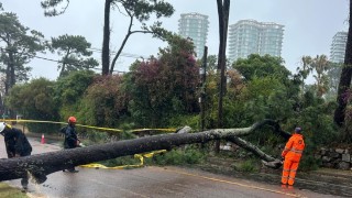 Maldonado expuesto al impacto del ciclón extratropical: miles sin servicio eléctrico y árboles caídos en varias zonas